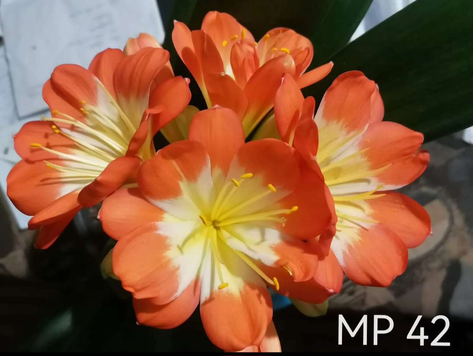 clivia image
