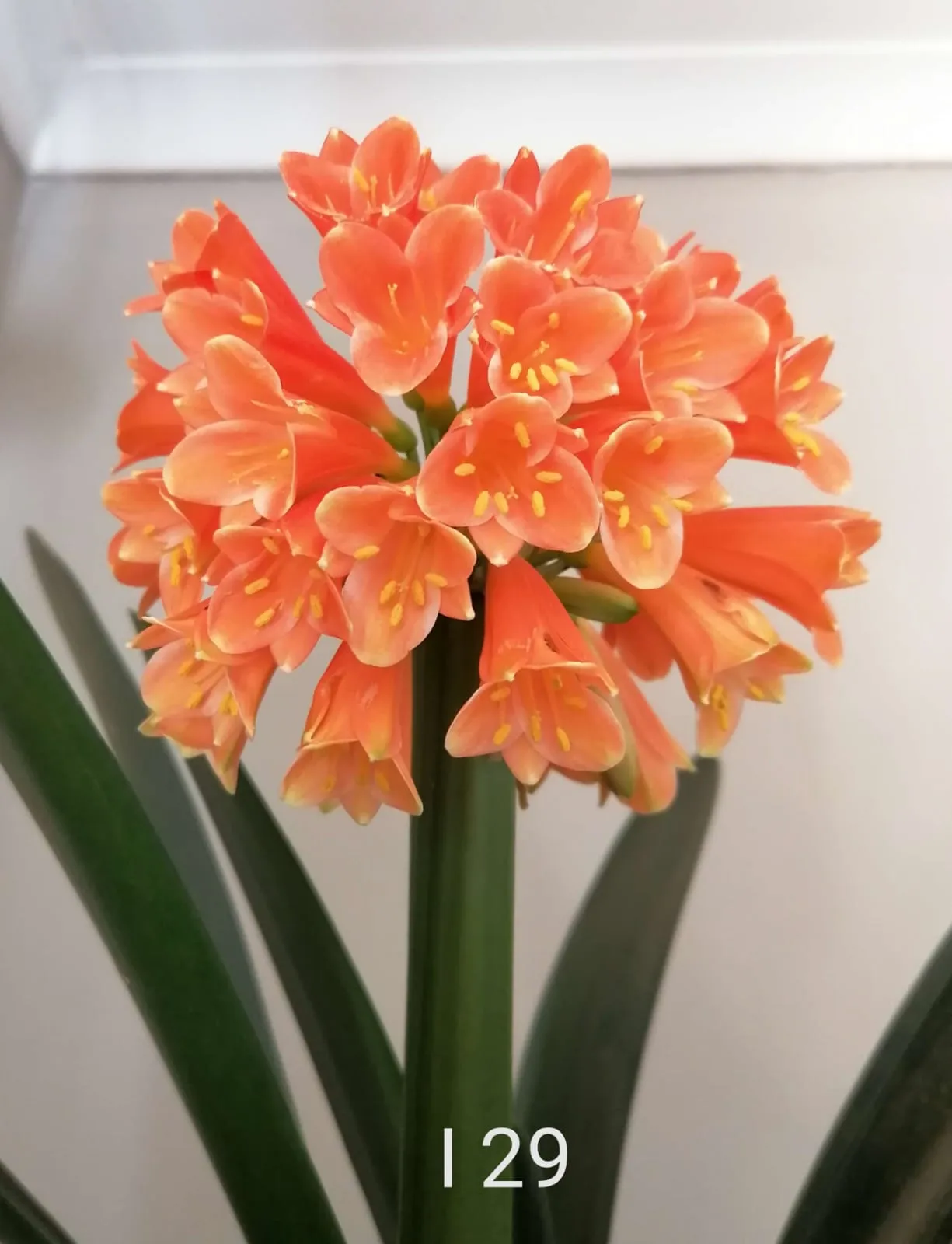 clivia image